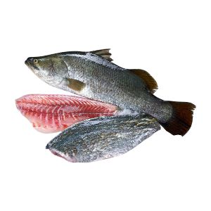 Barramundi Vers Sri Lanka m/huid losse filet